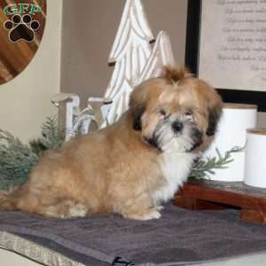 Jeremiah, Lhasa Apso Puppy